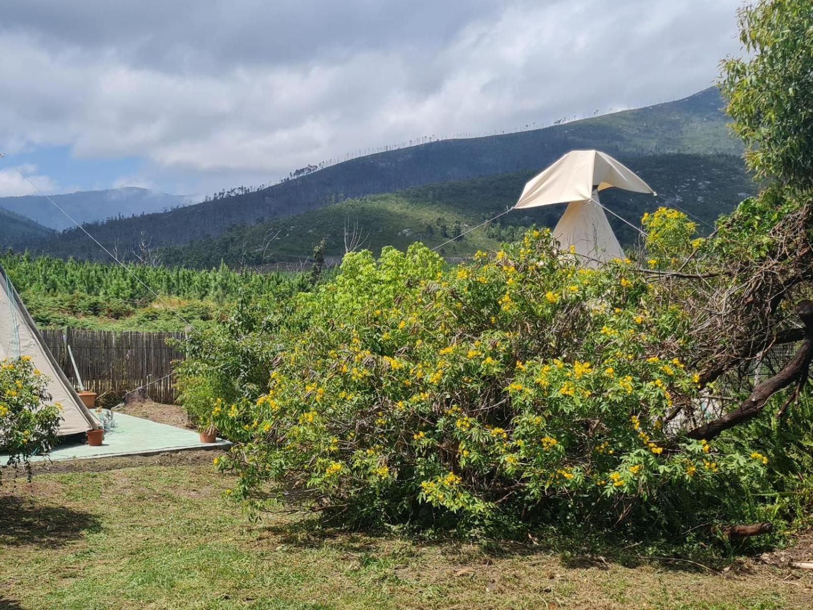 Tsitsikamma Wolf Sanctuary Eco Cabins & Teepees Stormsrivier Cameră foto